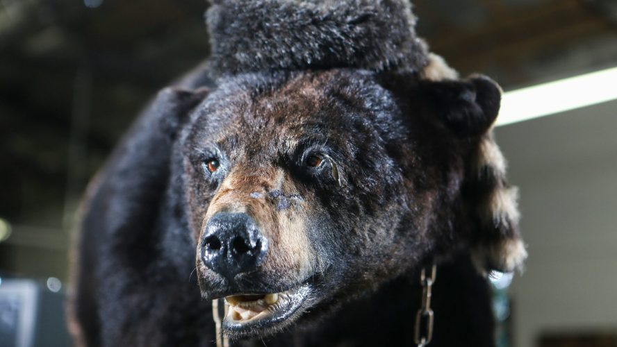 Yes, ‘Cocaine Bear’ Was Real. Here’s the Back Story.