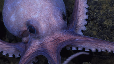 How To Watch Secrets of the Octopus Online And Stream Paul Rudd Narrated Documentary From Anywhere