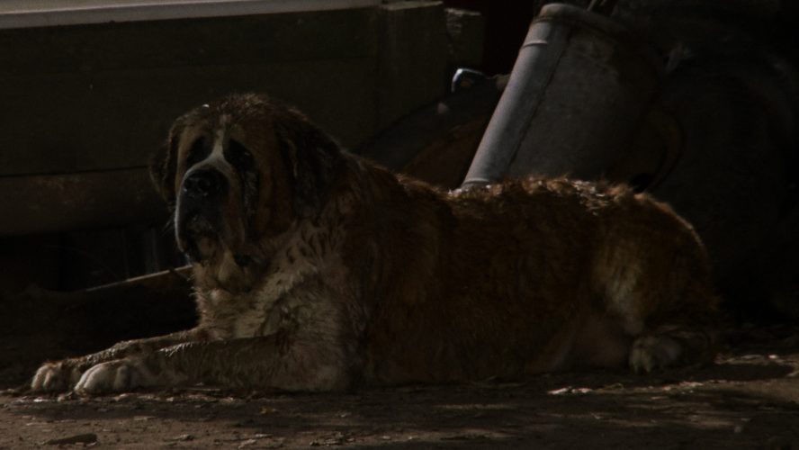 Fan Casting Netflix’s Cujo Remake With Stephen King Veteran Actors