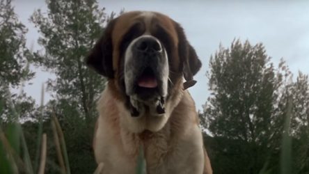 Cujo Actress Recalls Stephen King Thanking Her For Insisting The Ending Changed From The Book