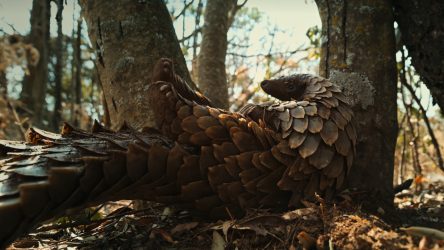I Expected A Nature Documentary From Netflix’s Pangolin: Kulu’s Journey, What I Got Was Deeply Personal